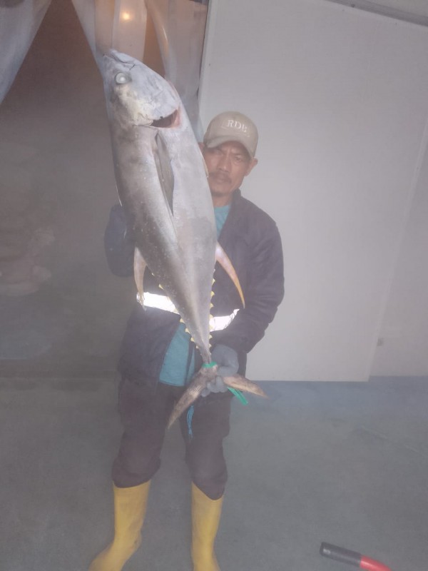 yellowfin-tuna from Indonesia